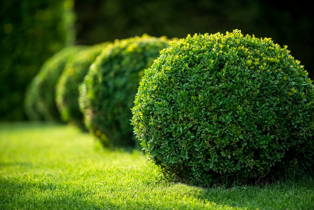 Trees and shrubs landscaping
